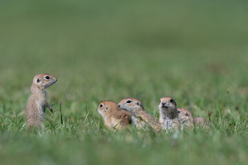 Naklejka na ściany i meble Baby squirrels in green grass. Anatolian Souslik-Ground Squirrel,Spermophilus xanthoprymnus