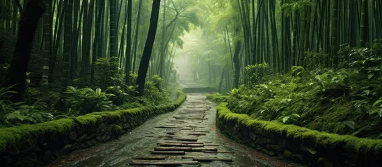 Foto op Plexiglas In the bamboo forest there is a path for pedestrians © gufron