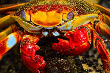 Aratu se alimentando, Fernando de Noronha, Pernambuco - Brasil