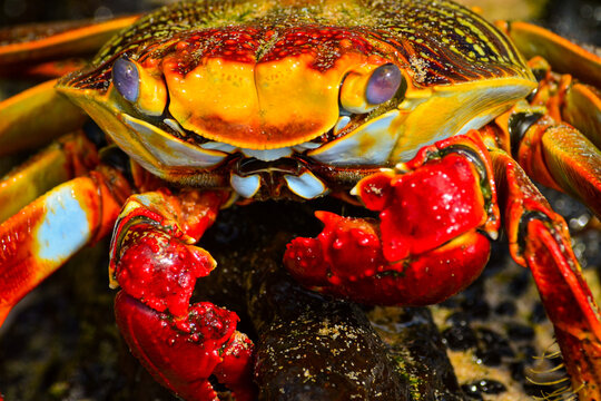 Aratu se alimentando, Fernando de Noronha, Pernambuco - Brasil