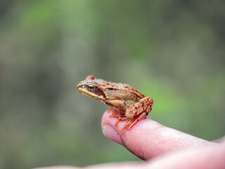 Grasfrosch (Rana temporaria) mit Kugelspringer auf der Nase