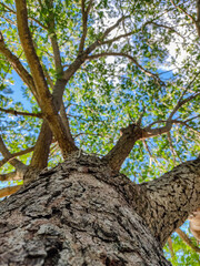 C&eacute;u, &aacute;rvores, tronco e textura da Fava de Bolota