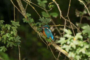 Martin-pêcheur d'Europe (Alcedo atthis)
Alcedo atthis in its natural element
