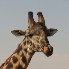 Naklejka premium portrait of a giraffe in national park