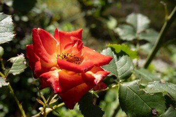 Austrian briar known as Persian yellow rose or Austrian copper rose flower (Rosa foetida)