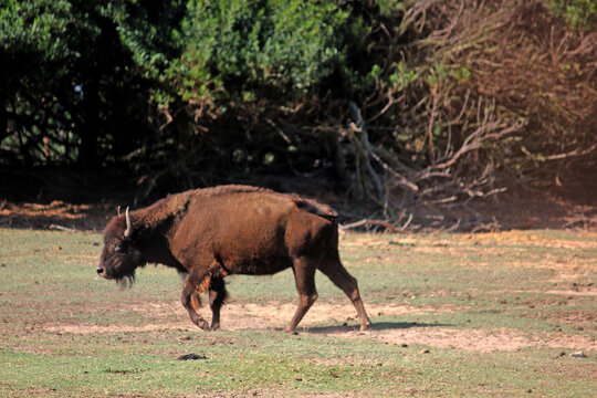 bisonte