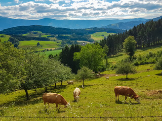 Herd of cows grazing on alpine meadow in Granitztal near St Paul in Lavanttal, Wolfsberg,...