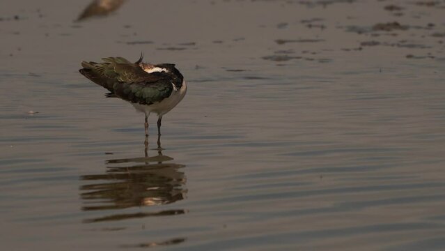 A northern lapwing (Vanellus vanellus), also known as the peewit or pewit, tuit or tewit, green plover, or (in Ireland and Great Britain) pyewipe or just lapwing polishing its feathers
