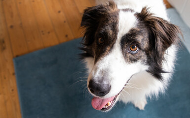 cute white dog playing at home