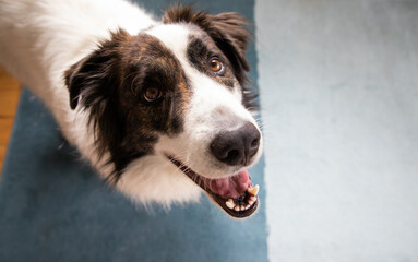 cute white dog playing at home