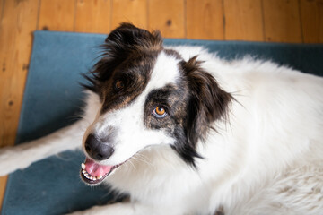 cute white dog playing at home