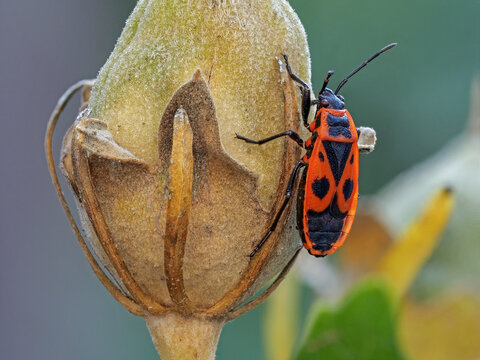 Gemeine Feuerwanze (Pyrrhocoris apterus) an einer verbl&uuml;hten Malve