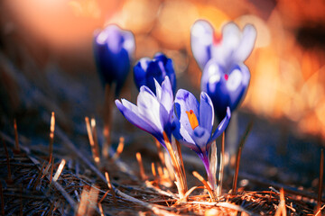 fantastic blooming spring flowers, fantastic macro photo of crocuses (Safran) on the meadow