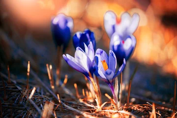 Tuinposter fantastic blooming spring flowers, fantastic macro photo of crocuses (Safran) on the meadow © Rushvol