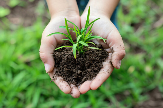 Person holding small plant in their hands. Can be used to depict growth, nurturing, or environmental themes