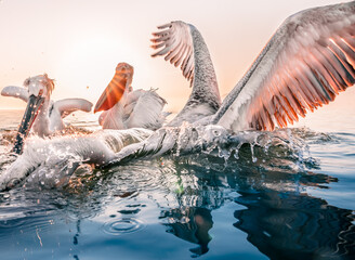 Dalmatian pelicans fishing in the water  