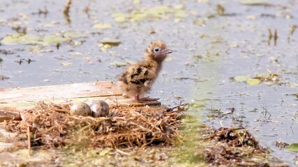 squirrel in the grass