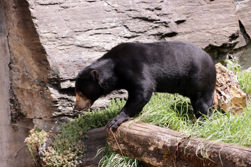 Kragenbär  oder Tibetbär (Ursus thibetanus) - 738330392
