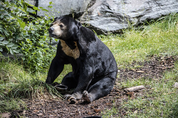 Kragenbär  oder Tibetbär (Ursus thibetanus) - 738330515