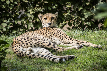 Gepard (Acinonyx jubatus) - 738330586