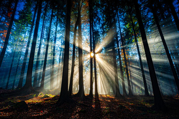 sun beams in an autumn morning forest
