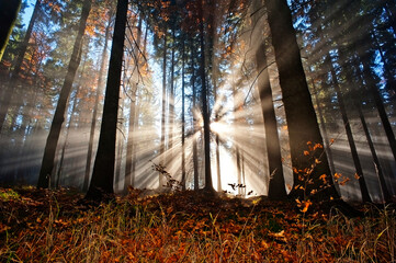 sun beams in an autumn morning forest - 738334529