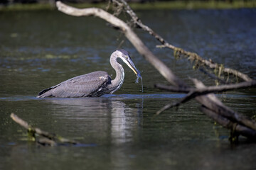 Young Great Blue Heron (Ardea herodias)  on the hunt