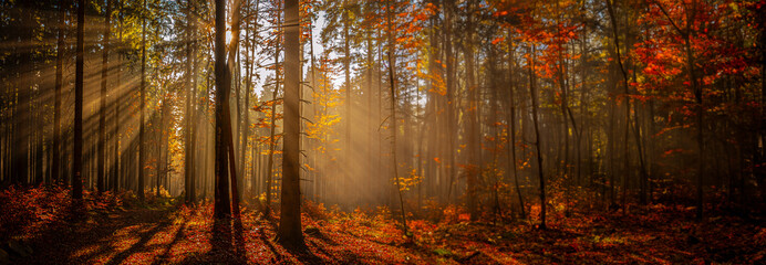 sun beams in an autumn morning forest