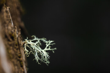Closeup of a lichen