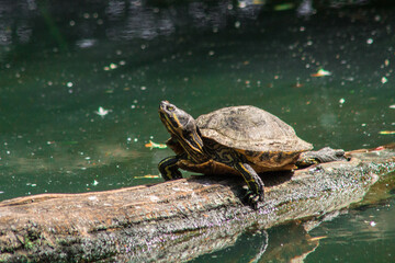 Obraz premium tortue