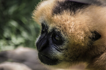 portrait gibbon