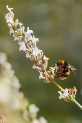 bourdon qui butine la lavande blanche