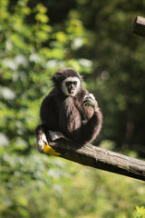 gibbon à main blanche qui mange