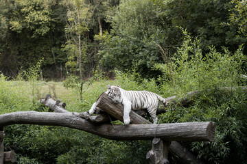 tigre blanc qui dort