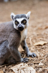 Fototapeta premium lemurien