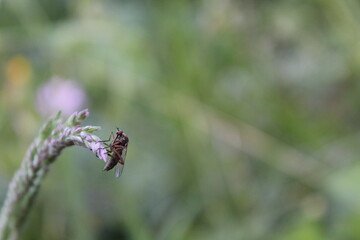mouche sur fond vert