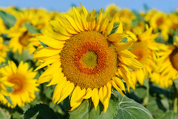 Fototapeta premium field of blooming sunflowers on big filed