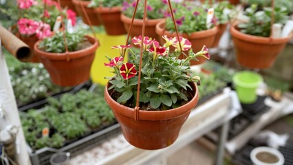 Red petunia growing in a flower pot in a greenhouse. Blooming garden red petunia in a hanging basket in a greenhouse. Petunias hanging from the ceiling in a greenhouse interior.