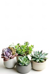 Decorative tiny succulents potted plants over white vertical background with copy space