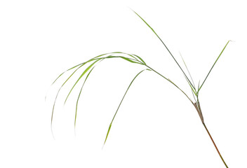 Young bamboo tree in spring isolated on white background, clipping path