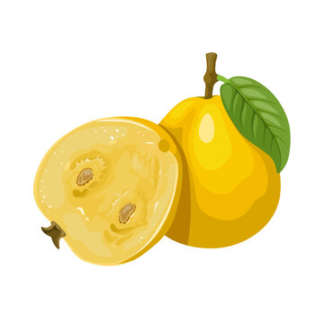 Vector illustration, araza fruit or araca boi, scientific name Araza Eugenia stipitata, isolated on white background.