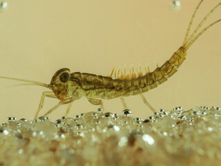 Eintagsfliegenlarve (Ephemeroptera)