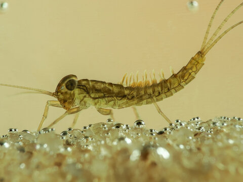 Eintagsfliegenlarve (Ephemeroptera)