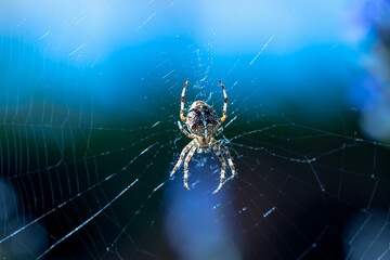 Macro shot of a European garden spider on a web, cross spider, Araneus diadematus