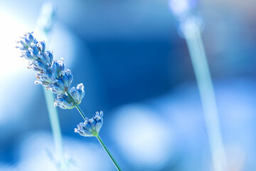 branch of lavender on a blue background with defocused lights