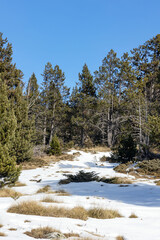 natural environment of a forest with snow, concept of climate change, little snow, drought