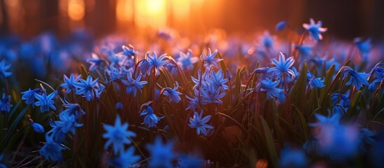 The enchanting beauty of springtime lies in nature's fleeting yet captivating seasonal transitions, like the blooming blue scilla flowers in twilight. - obrazy, fototapety, plakaty