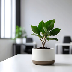 office minimalism, flower in focus on the background of the cabinet