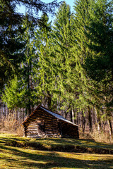 Fototapeta na wymiar log cabin in the pine forest