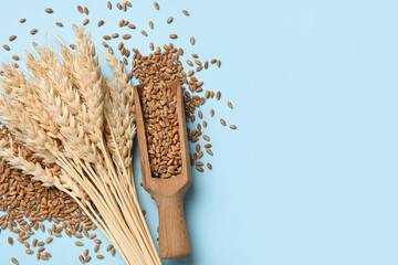 Wheat ears with grains and wooden scoop on blue background
